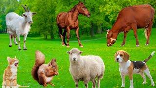 Mischievous Animals - Cat, Chicken, Goat, Dog, Sheep, Monkey, Squirrel