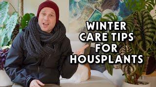 5 Tips to get your Houseplants through Winter