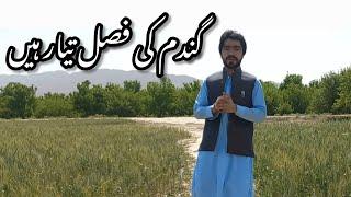 ispalinji dasht quetta |||ispalinji dasht