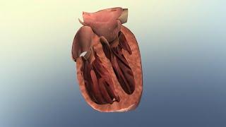 Overview of Heart Failure and Common Treatment Options