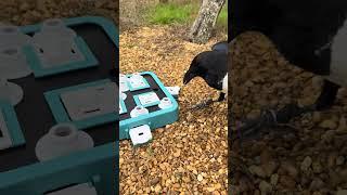 Crow Puzzle Speed Run