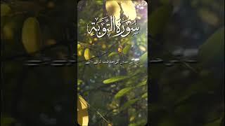 Surat  toba Tilawat e Quran with urdu translation#beautiful post#byd daily quran pak#quranreading