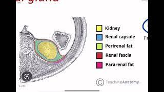 Urinary system S1 ( anatomy)