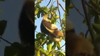 Chimichurri colgado de un árbol