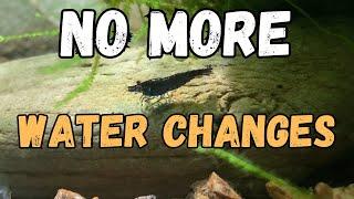  Shrimp Tank Water Changes: Are They Really Necessary? My Experience