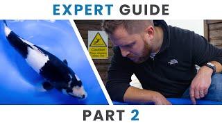 Expert Guide to Selecting Okawa Shiro Utsuri Koi Fish | Part 2