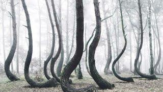 Did you know about this tree | Mystery of the crooked forest