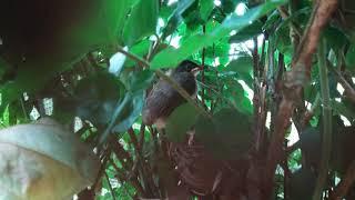 Bulbul Baby Birds firstFly|KunalKirtiWithNature