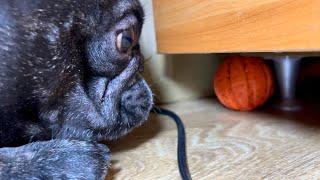 Cute French Bulldog Throws Tantrums Because He Can't Get His Toy