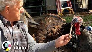 ¡Pavos salvajes están profundamente obsesionados con este hombre! | El Dodo