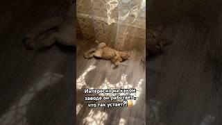 Есть варианты!? #кот #котик #cat #сэм #рыжийкот  #рыжий #домашниеживотные