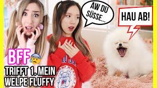 BFF trifft & sieht das 1 MAL mein BABY WELPE FLUFFY zu HAUS **GEHT wirklich alles SCHIEF**