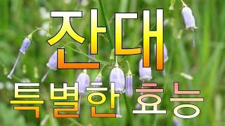잔대  의  진귀한  효능  입니다