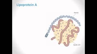 WellnessFX Biomarker Series: Lipoprotein A