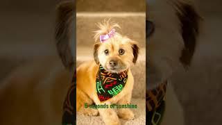 African print dogdanas at www.gabejade.com #dog #dogsoftiktok #dogsofinstagram #dogsofyoutube #pets