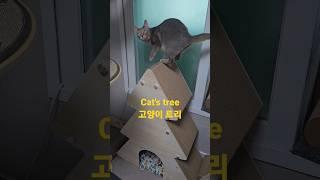 #고양이트리 #cat`s tree #cats #catshorts #catholic