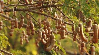 Awesome Tamarind Cultivation Technology - Tamarind farm and harvest - Tamarind Processing