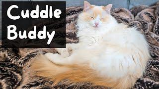 Why do Cats want to Sleep with You (Your Cuddle Buddy) | The Cat Butler