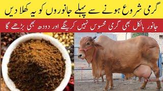 best desi formula for cows and buffaloes for summer | Dairy Farming in Pakistan