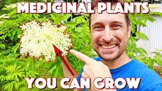 These Medicinal Herbs And Plants Anyone Can Grow Are AMAZING!!