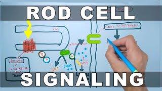 Rod Cell Signaling