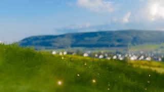 Watching Grass Grow 