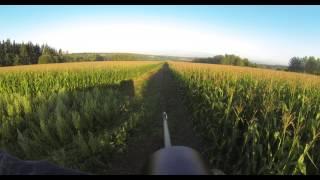 Rotte beim Morgenansitz im Mais