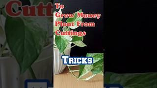 Grow Money Plant from Cuttings|Tips and Tricks|Decor Ideas. #trending #garden #shorts #gardening