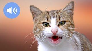  CATS MEOWING - Κάνε τη γάτα ή τον σκύλο σου να τρελαθεί! - Εφέ ήχου