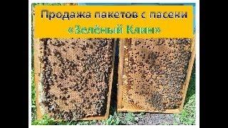 Продажа пчелопакетов с пасеки Зелёный Клин  2025 год