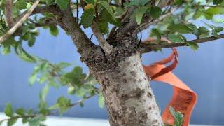 Unboxing A Chinese Elm Bonsai From Wigert’s Bonsai Nursery (03/26/22)