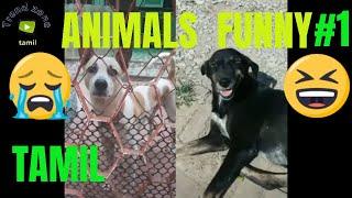 Animals funny video collection #1,tamil trend zone,fully enjoy