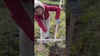 Урбан Медиа принял участие в посадке 35 тысяч деревьев на "Урманфест-2024