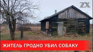 Житель Гродно убил собаку | Зона Х