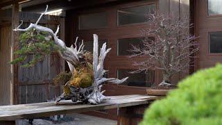 Eisei-en bonsai garden