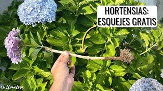 Reproducir HORTENSIAS POR ESQUEJE o estaca GRATIS Y FÁCIL || en20metros