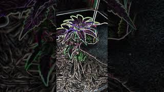 #chillgarden #pirates #growplants #pruning #indoorgardening #grow