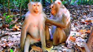 Which of the Pregnant Libby vs Pregnant Monkey Milie will give birth first? Please vote all fans.