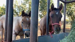 TWO NEW FOALS ARRIVE LIVE