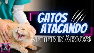 GATOS ATACANDO VETERINÁRIOS! - Cats Attacking Veterinarians!