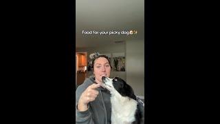 Sundays  Picky Dogs