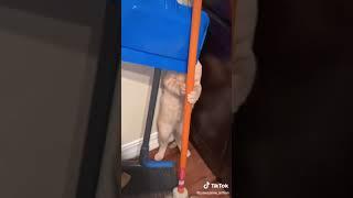 funny cats