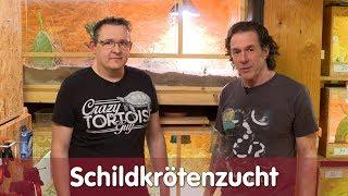 Reptil TV - Folge 114 – Schildkrötenzucht