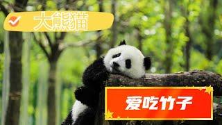 大熊猫吃竹笋欢乐的一天开始了The happy day of giant pandas eating bamboo shoots has begun  认识濒危物种大熊猫