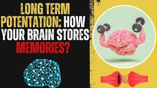 Long Term Potentiation: How Your Brain Stores Memories