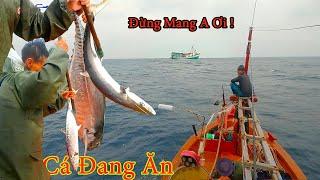 Fishing mackerel at sea, facing many difficulties