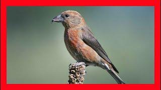 Red Crossbill Song! Red Crossbill Call! Red Crossbill! - Piquituerto Común Canto - Loxia Curvirostra