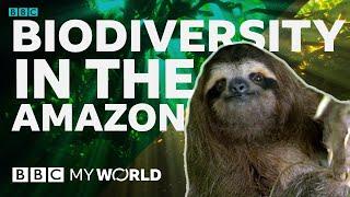 Why does biodiversity matter? - BBC My World