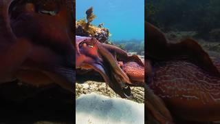 Cuttlefish Mating in Action: Male Grabs Female!   #seaanimal