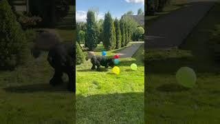 Как правильно лопать шарики ‍ #riesenschnauzer #giantschnauzer #ризеншнауцер #fun #puppy #dog